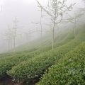 樟空崙山茶園-樟空崙山茶園照片