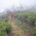 樟空崙山茶園-樟空崙山茶園照片