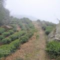 樟空崙山茶園-樟空崙山茶園照片