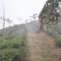 樟空崙山茶園-樟空崙山茶園照片