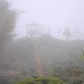 樟空崙山茶園-樟空崙山茶園照片