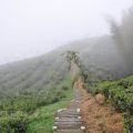 樟空崙山茶園-樟空崙山茶園照片