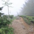 樟空崙山茶園-樟空崙山茶園照片