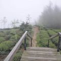 樟空崙山茶園-樟空崙山茶園照片