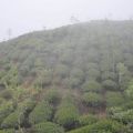 樟空崙山茶園-樟空崙山茶園照片