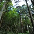 奮起湖日本神社遺址-奮起湖日本神社遺址照片