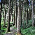 奮起湖日本神社遺址-奮起湖日本神社遺址照片