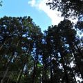 奮起湖日本神社遺址-奮起湖日本神社遺址照片