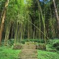 奮起湖日本神社遺址-奮起湖日本神社遺址照片