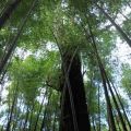 奮起湖日本神社遺址-奮起湖日本神社遺址照片