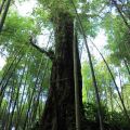 奮起湖日本神社遺址-奮起湖日本神社遺址照片