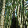 奮起湖日本神社遺址-奮起湖日本神社遺址照片