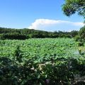 小南海自然生態公園(永安水庫)