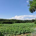 小南海自然生態公園(永安水庫)-小南海自然生態公園(永安水庫)照片