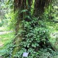 福山植物園-福山植物園照片