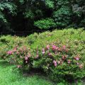 福山植物園-福山植物園照片