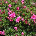 福山植物園-福山植物園照片