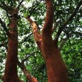 福山植物園-福山植物園照片