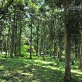 福山植物園-福山植物園照片