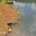 福山植物園-福山植物園照片