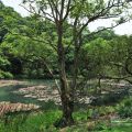 福山植物園-福山植物園照片