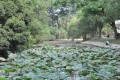 台南公園(舊名中山公園)-台南公園8照片