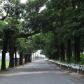 崙頂社區(河堤)公園-崙頂社區(河堤)公園照片