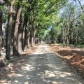 新威苗圃(新威森林公園)-新威苗圃(新威森林公園)照片