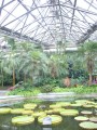 韓國濟州島 如美地植物園-亞熱帶植物溫室照片