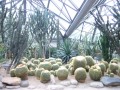 韓國濟州島 如美地植物園-沙漠植物溫室照片
