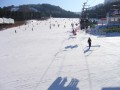 韓國江原道 let`s go skiing龍平渡假村-一片白色世界照片