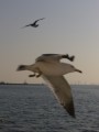韓國仁川 浪漫月尾島-胖嘟嘟的海鷗照片