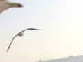 韓國仁川 浪漫月尾島-海鷗和夕陽照片