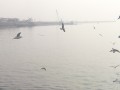 韓國仁川 浪漫月尾島-海鷗飛翔照片