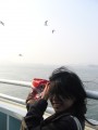 韓國仁川 浪漫月尾島-蝦味仙是海鷗的最愛照片