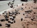舊金山市區-鴿子也很有特色   看起來很有詩意照片