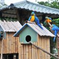 頑皮世界野生動物園-鸚鵡照片