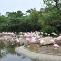 頑皮世界野生動物園-紅鶴照片