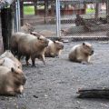 頑皮世界野生動物園-南美洲巨鼠(海狸鼠)照片