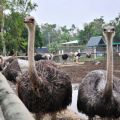 頑皮世界野生動物園