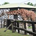 頑皮世界野生動物園-長頸鹿照片