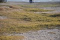 府城天險(鹿耳門溪出海口)-旁邊的沙地植物照片
