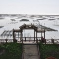 七股潟湖照片