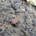 馬武督探索森林-不知名的小昆蟲照片