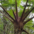 馬武督探索森林-筆筒樹照片
