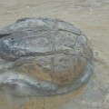 野柳地質公園-珠石照片