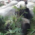 香港海洋公園-熊貓照片