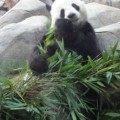 香港海洋公園-熊貓照片