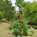 親水公園裡種的南洋風味植物