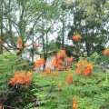 烏山頭水庫(珊瑚潭)-園區種植有許多鳳凰樹照片